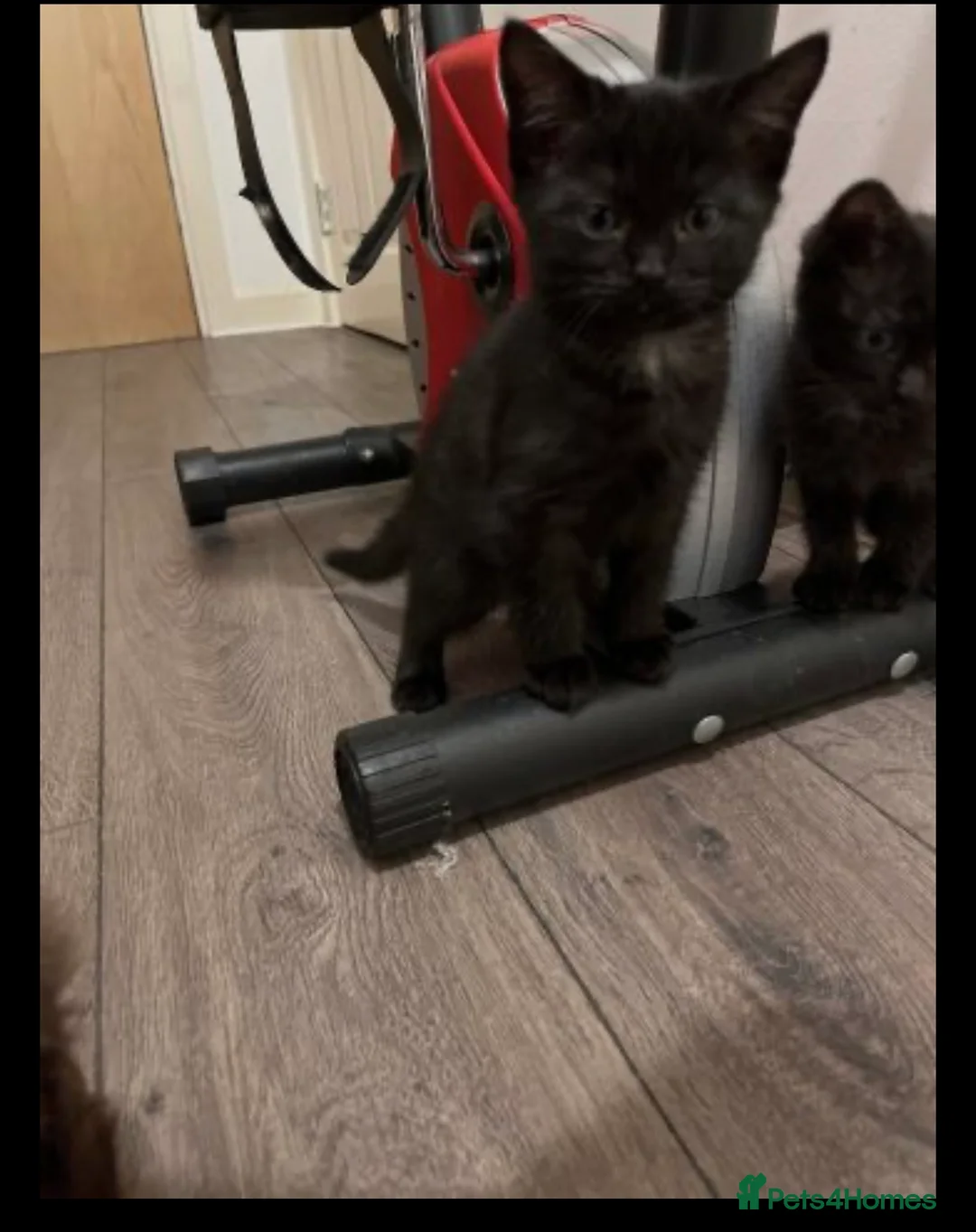 Ragdoll cats for sale: Ragdoll cross kittens  - Advert 1