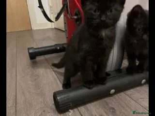 Ragdoll cats Ragdoll cross kittens - Advert 7