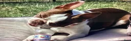 Boston Terrier dogs for stud: PROVEN RED KC REG BOSTON TERRIER  - Advert 1