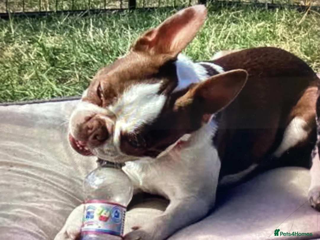 Boston Terrier dogs for stud: PROVEN RED KC REG BOSTON TERRIER  - Advert 1
