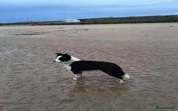 Border Collie dogs for sale: WINNING CRUFTS COMPETITORS. KC REG, HEALTH TESTED - Image 33