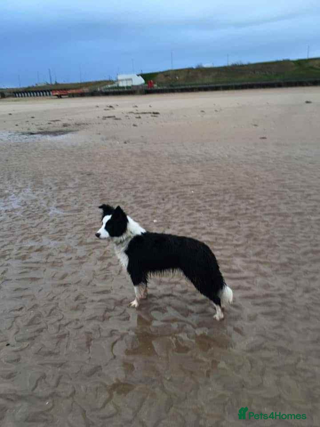 Border Collie dogs for sale: WINNING CRUFTS COMPETITORS. KC REG, HEALTH TESTED - Image 33