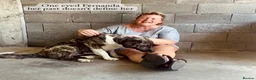 Mixed Breed dogs for adoption: Fernanda, 4 yrs approx. Available for adoption. in Brixham - Advert 8