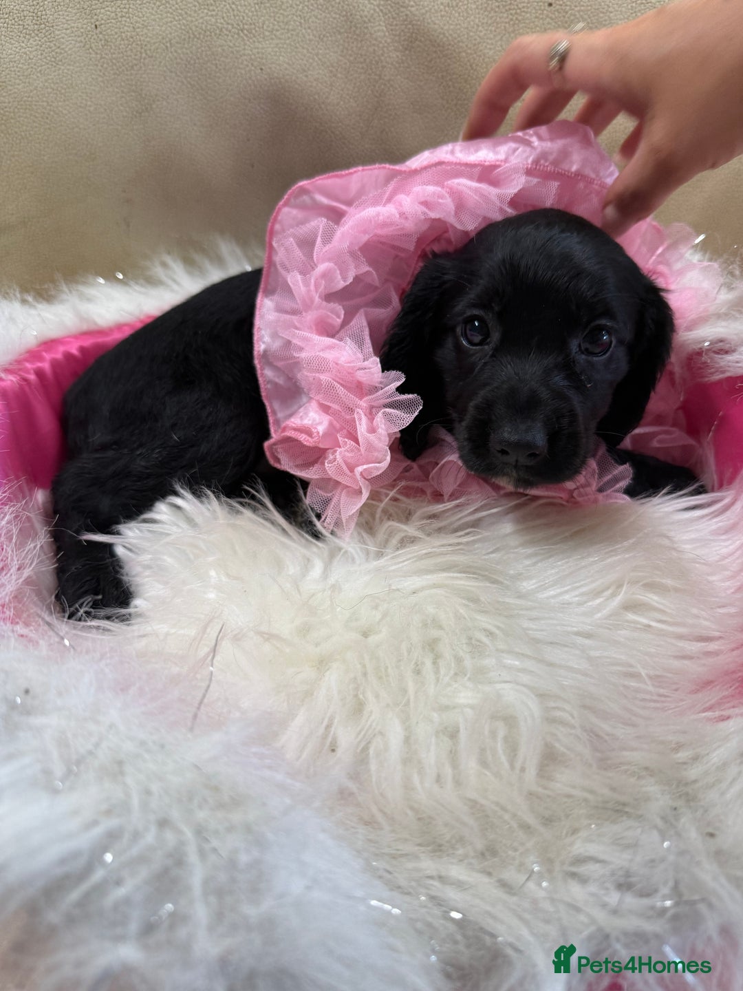 Cocker Spaniel dogs for sale: 2 black working cocker spaniel pups  - Image 4