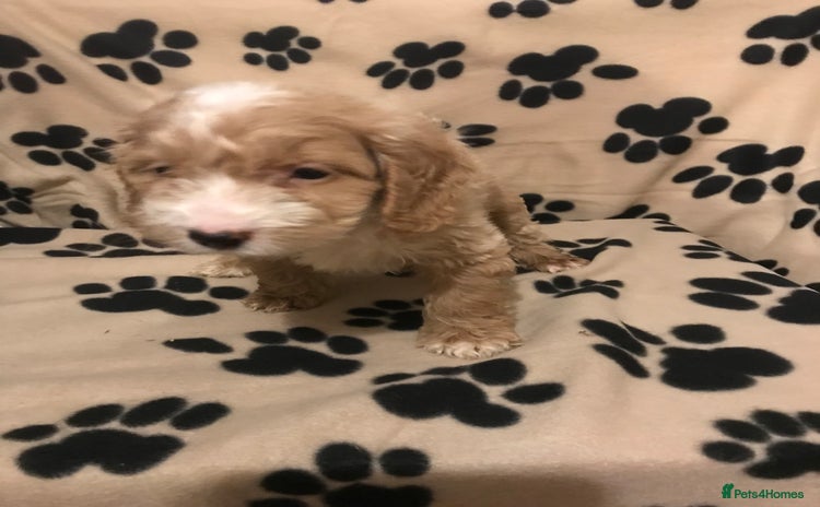 Cockapoo dogs F1 cockerpoo  - Advert 4