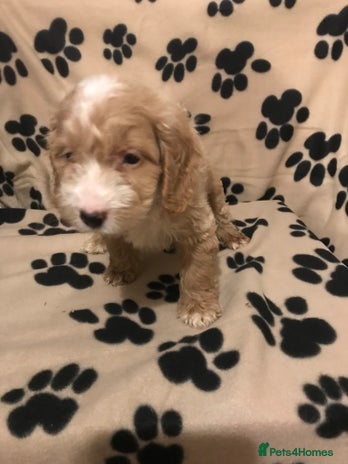 Cockapoo dogs F1 cockerpoo - Advert 4