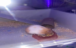 Hamster rodents for sale: Chunk the hamster  - Image 13