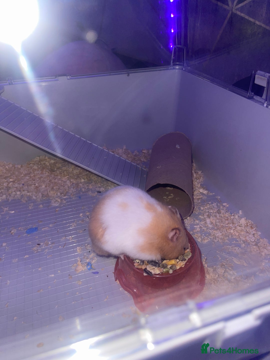 Hamster rodents for sale: Chunk the hamster  - Image 13