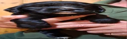 Cockalier dogs for sale: Cockalier girls.DNA health tested parents  - Advert 8