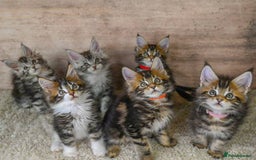 Maine Coon cats for sale: 🥇 5 Generation Pedigree - TICA registered  🌟 - Advert 4