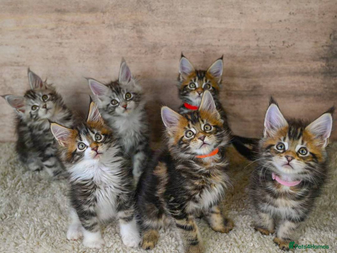 Maine Coon cats for sale: 🥇 5 Generation Pedigree - TICA registered  🌟 - Advert 4