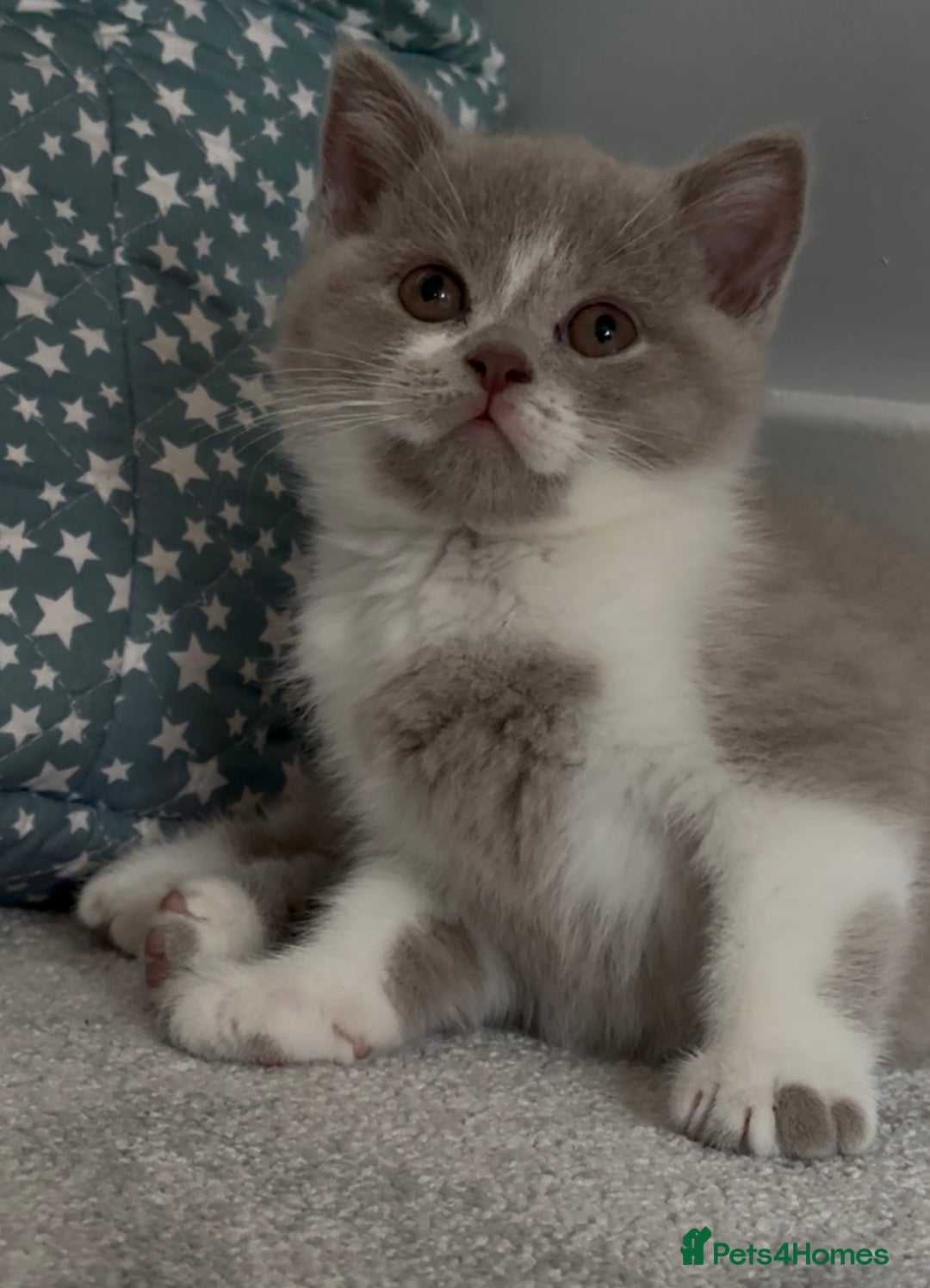 British Shorthair cats for sale: Registered British short hair babies available  - Advert 2