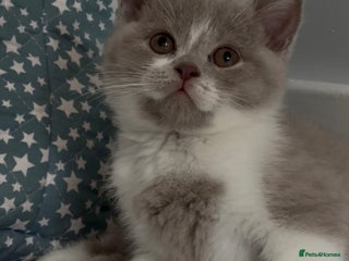 British Shorthair cats Stunning BSH babies ready 14th December - Advert 6