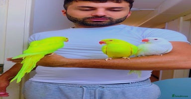 Ringnecks birds - Advert 7