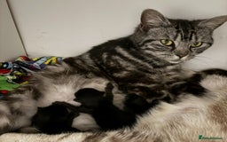 Ragdoll cats for sale: Ragdoll x British Shorthair kittens - Image 13