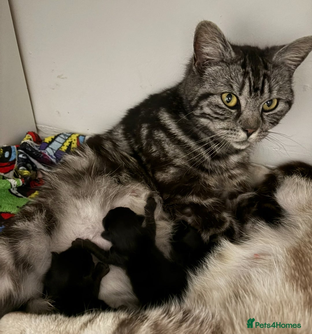 Ragdoll cats for sale: Ragdoll x British Shorthair kittens - Image 13