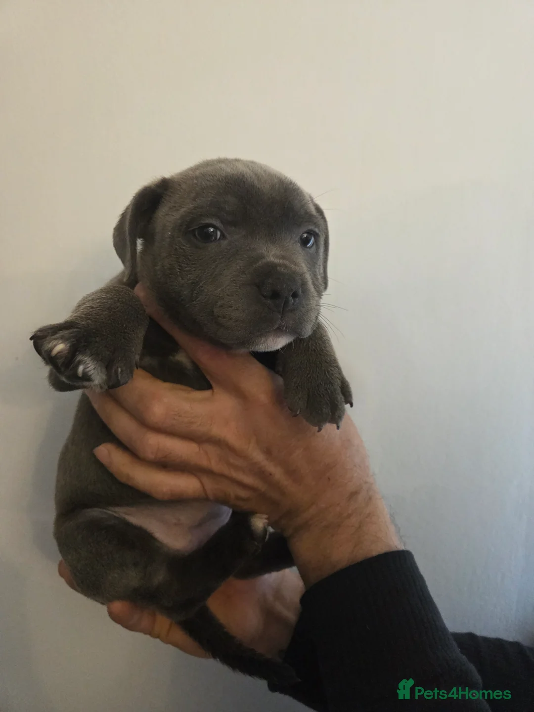 Staffordshire Bull Terrier dogs for sale: Blue bitch staff - Advert 1