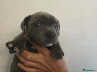 Staffordshire Bull Terrier dogs Blue bitch staff - Advert 2