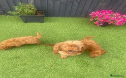 Miniature Poodle dogs for sale: Miniature Poddle  - Image 2