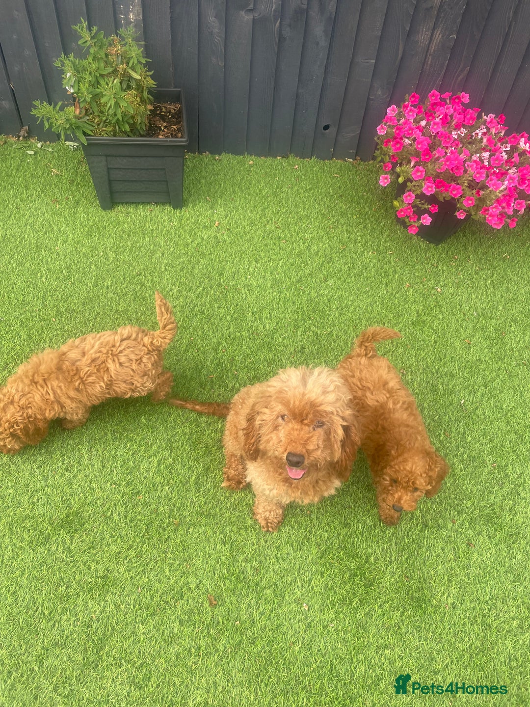 Miniature Poodle dogs for sale: Miniature Poddle  - Image 2