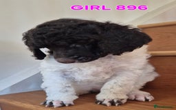 Standard Poodle dogs for sale: KC Reg Chocolate parti Standard Poodle puppies - Image 9