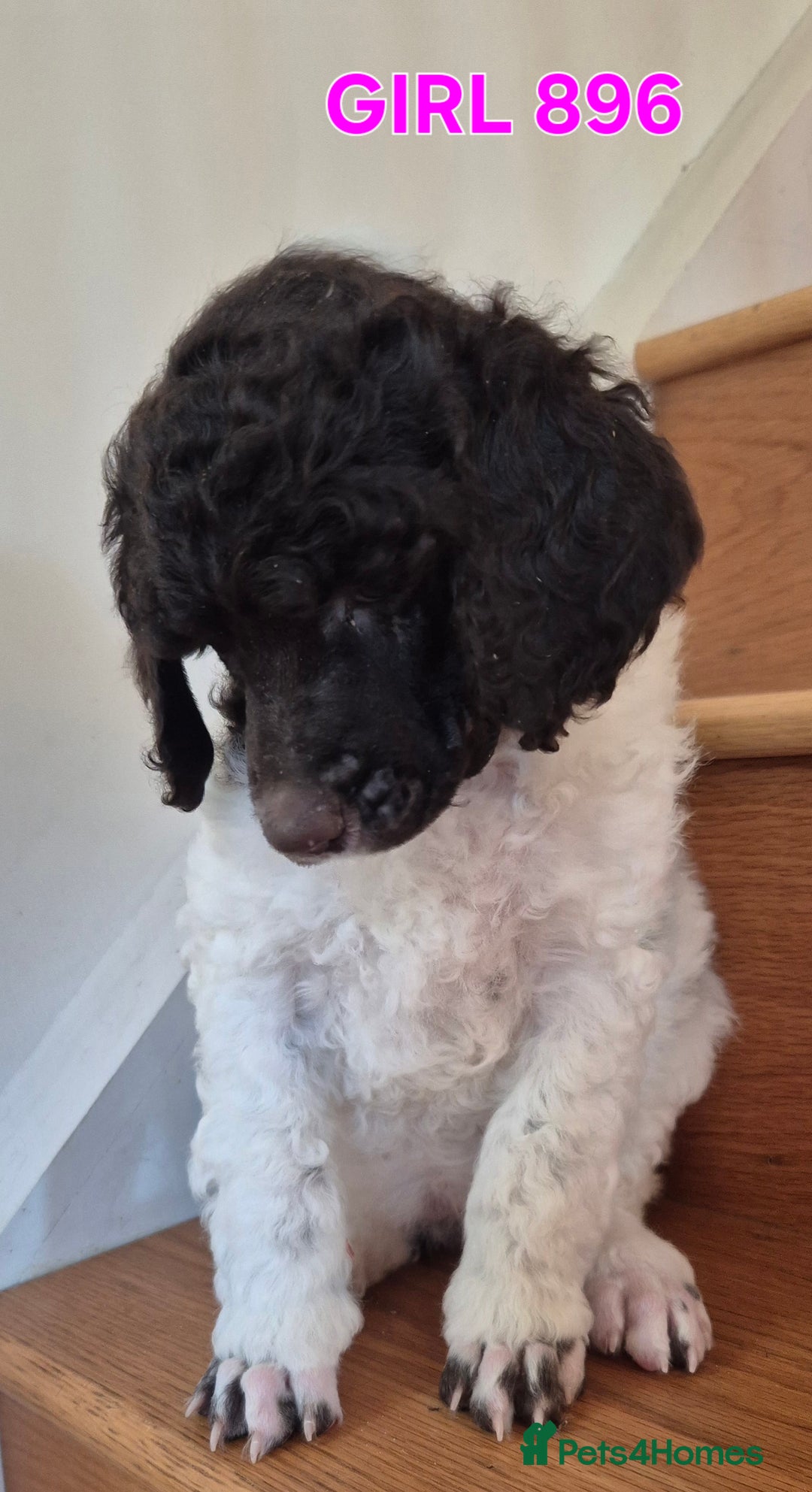 Standard Poodle dogs for sale: KC Reg Chocolate parti Standard Poodle puppies - Image 9