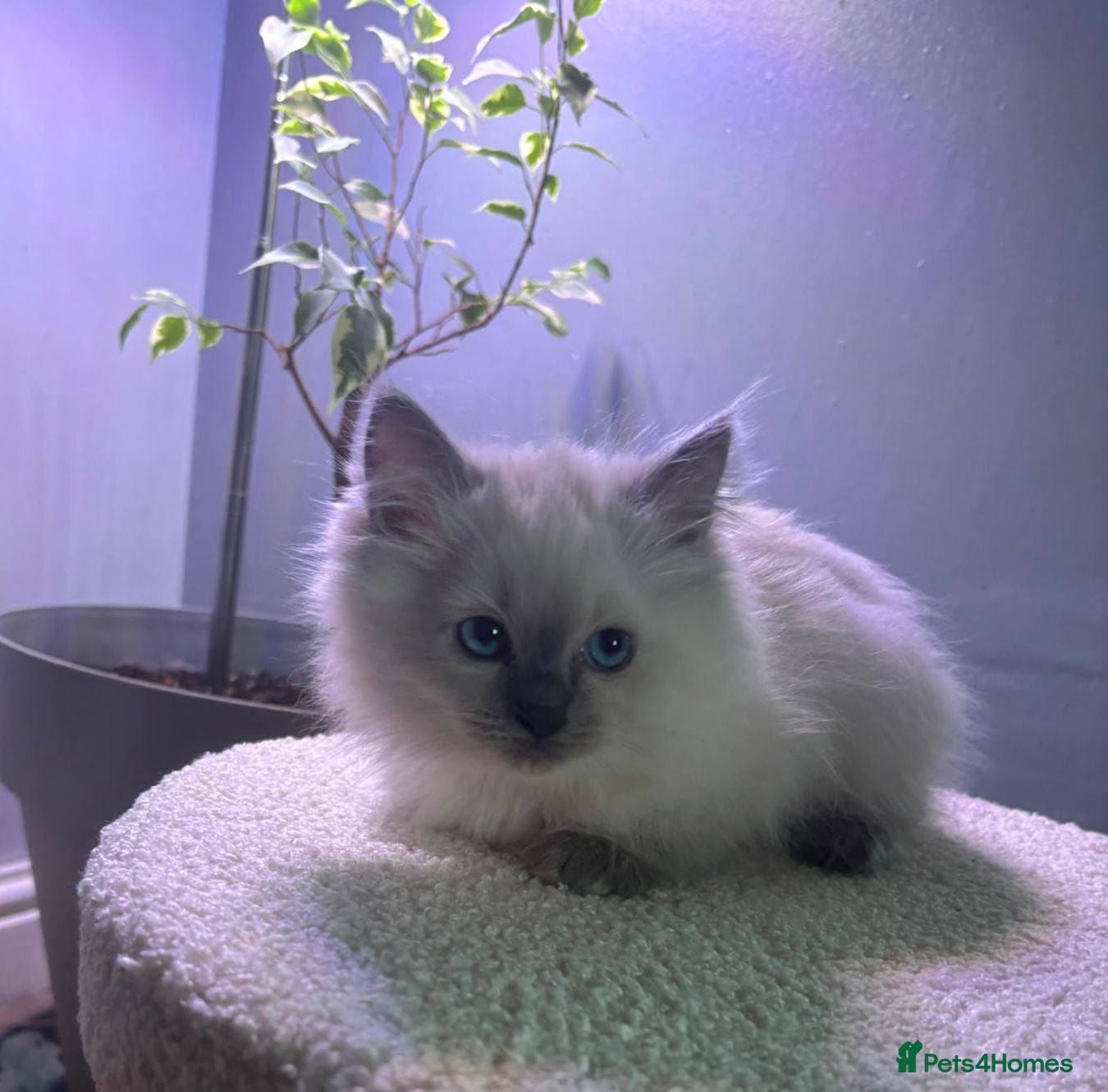 Ragdoll cats Beautiful ragdoll kittens - Advert 7