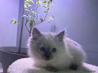 Ragdoll cats Beautiful ragdoll kittens - Advert 7