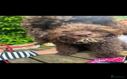 Cockapoo dogs for stud: Cockapoo for stud F2 chocolate proven  - Image 3