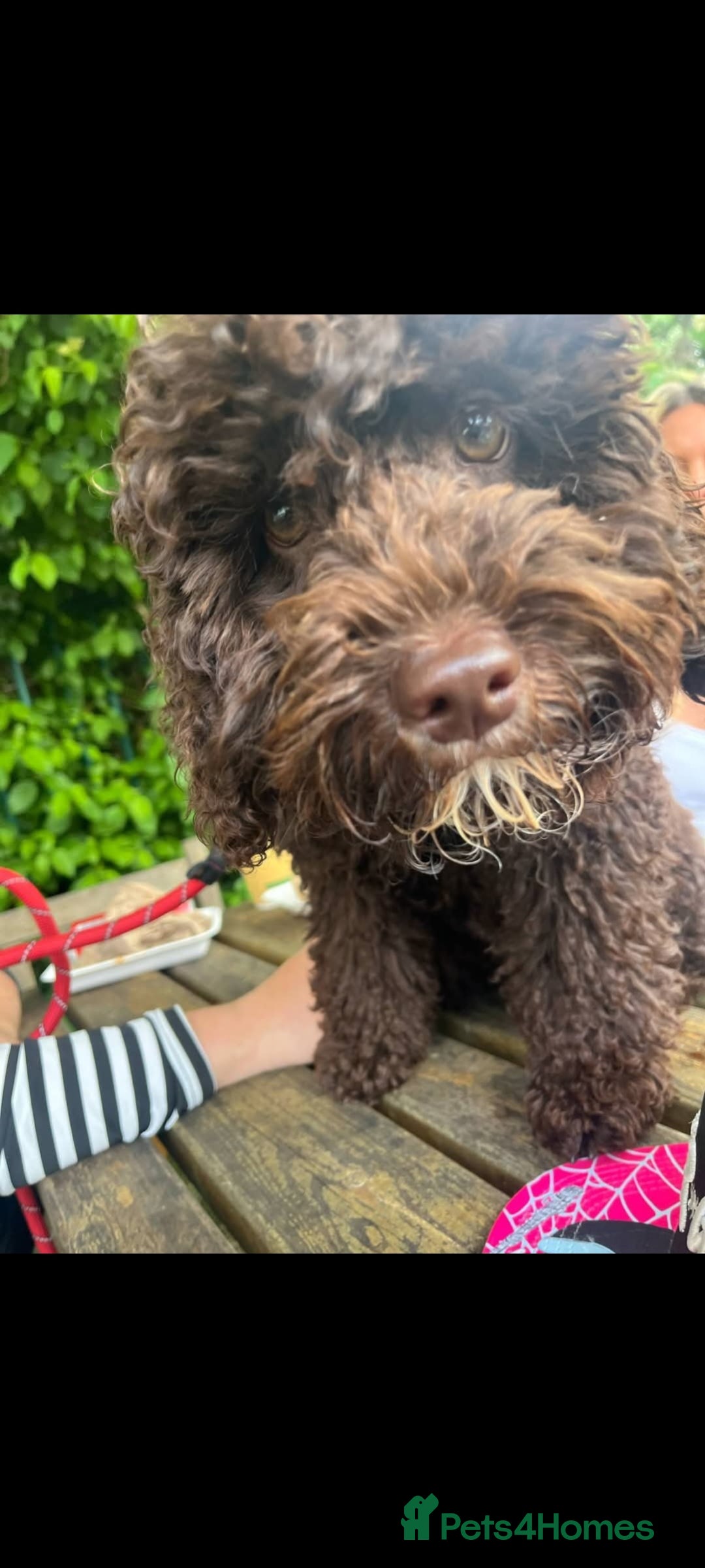 Cockapoo dogs for stud: Cockapoo for stud F2 chocolate proven  - Image 3