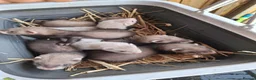 Ferret rodents for sale: Ferrets  - Advert 1