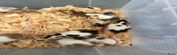 Mouse rodents for sale: Friendly mice for sale  - Advert 4
