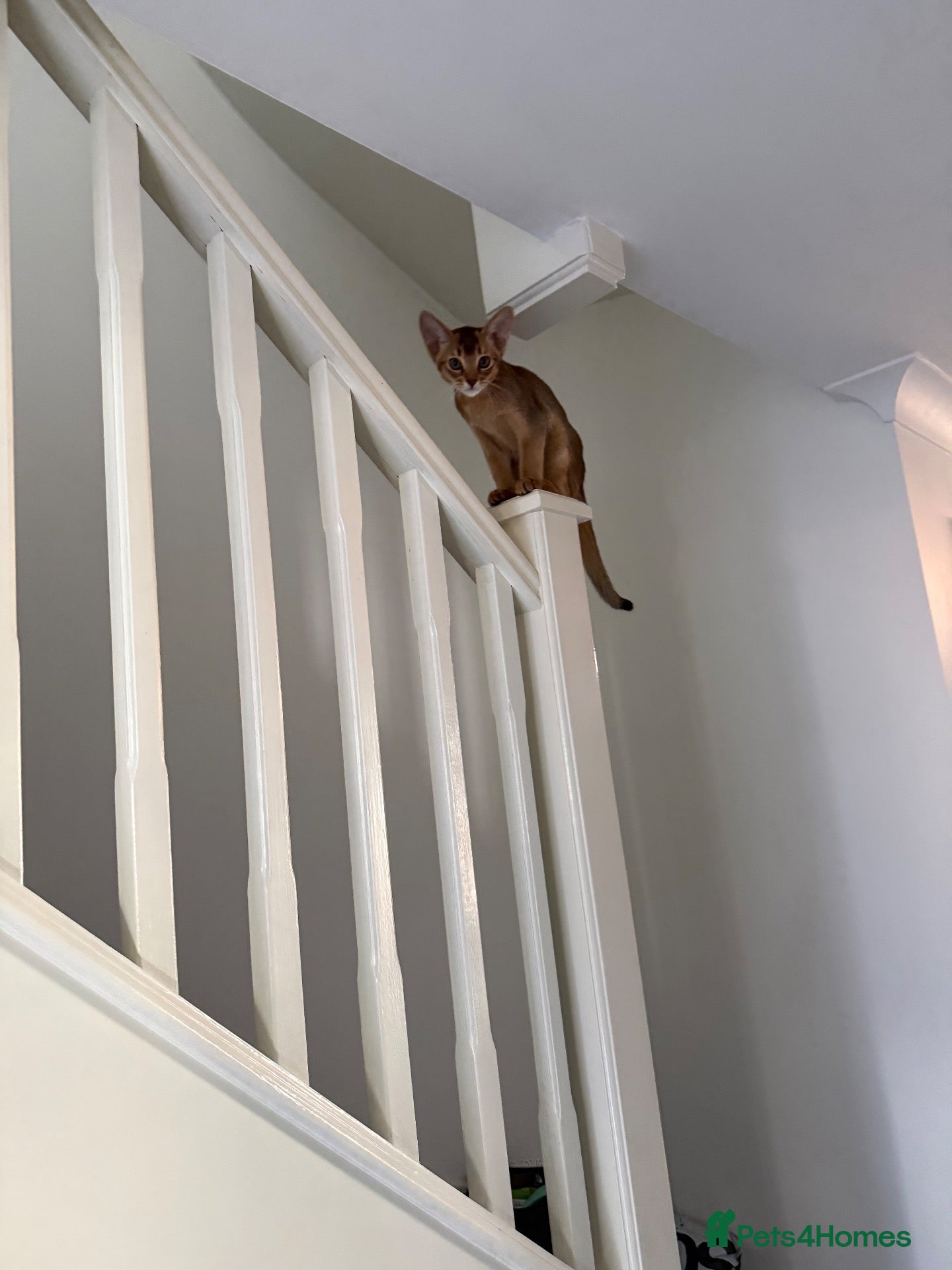 Abyssinian cats 🐾 Two Gorgeous Abyssinian Kittens 🐈‍⬛ - Advert 4
