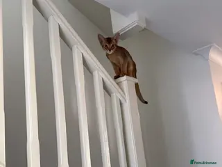 Abyssinian cats 🐾 Two Gorgeous Abyssinian Kittens 🐈⬛ - Advert 4