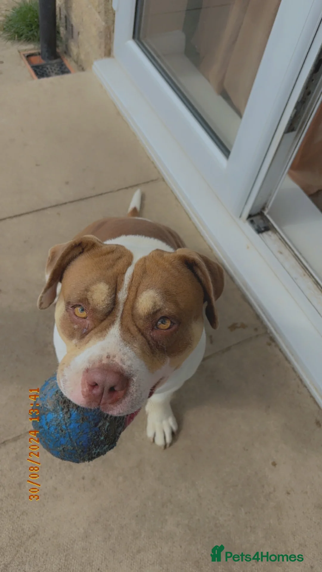 Mixed Breed dogs for sale: Three dogs available for rehoming  - Advert 9