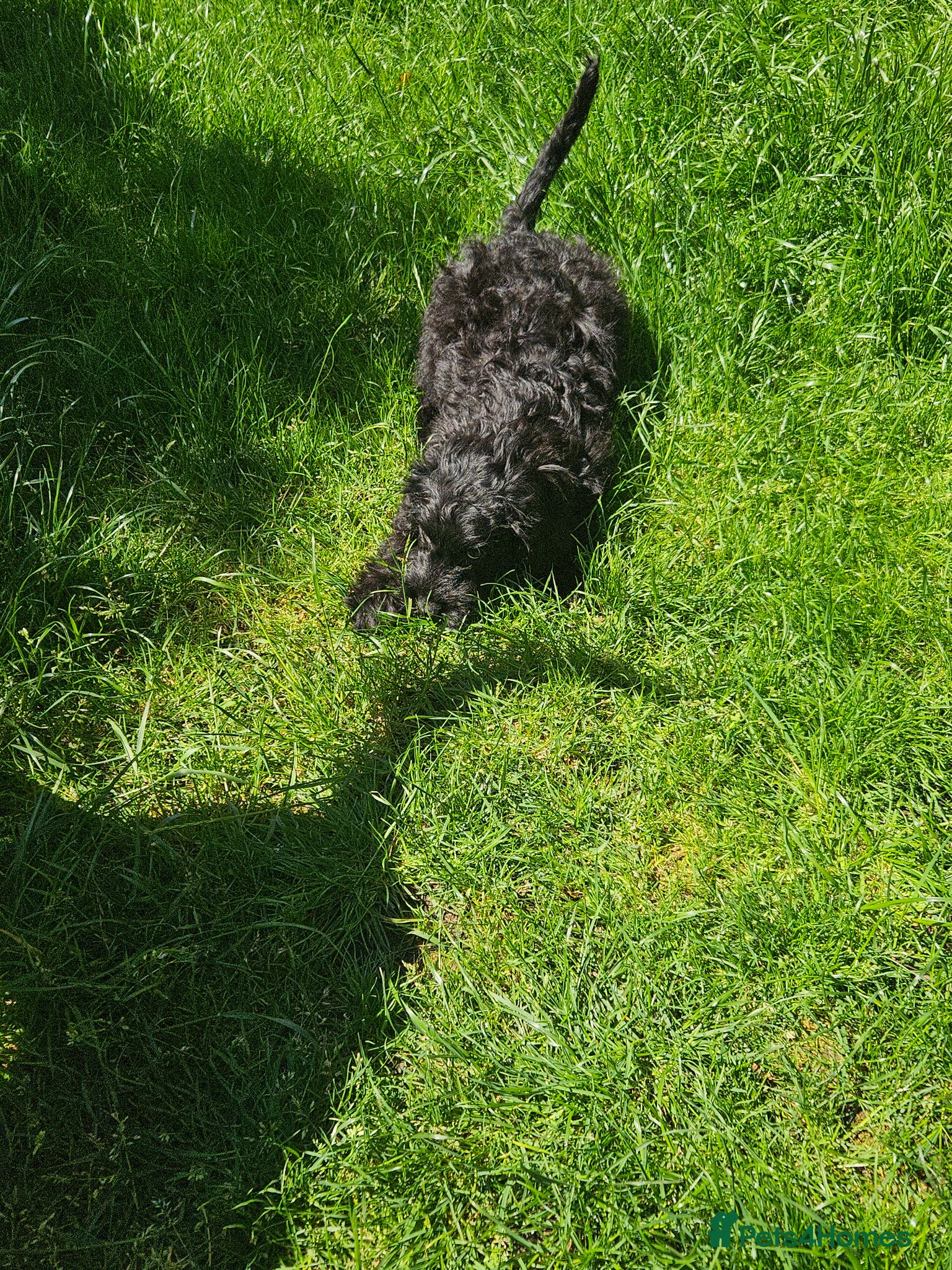 Cockapoo dogs for sale: Cockapoo  - Advert 5