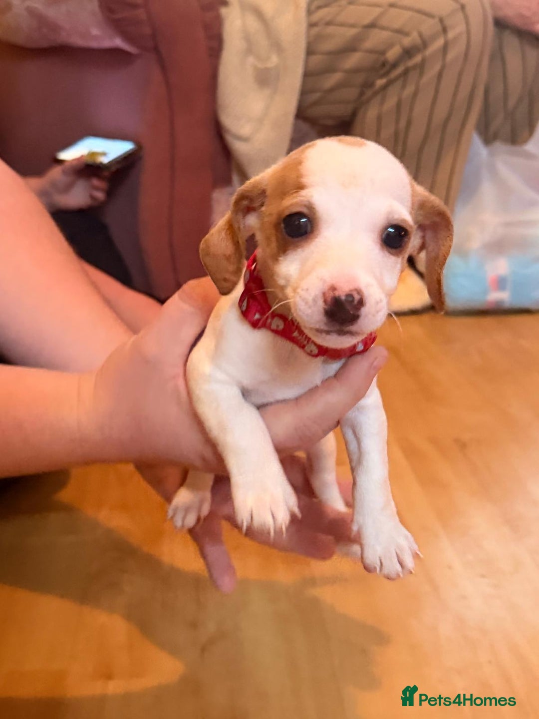 Mixed Breed dogs for sale: Jack Russell cross doxiepoo pups for sale  - Advert 4