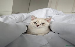British Shorthair cats for sale: BSH female,GCCF registered - Image 6