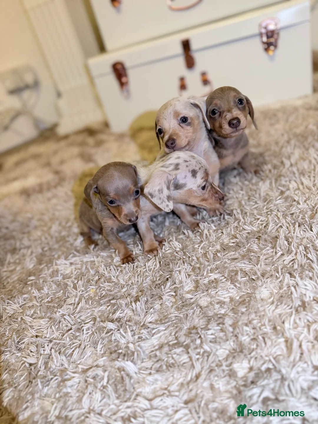 Miniature Dachshund dogs for sale: Miniature Dachshund  - Advert 6