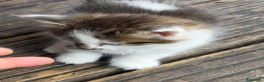 Mixed Breed 2