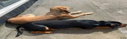 Segugio Italiano dogs for adoption: Loumi (wire-haired Segugio Italiano) in Edinburgh - Advert 7