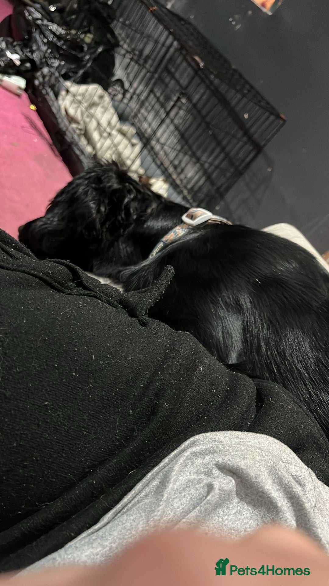 Cocker Spaniel dogs for sale: Bailey cocker spaniel  - Advert 3