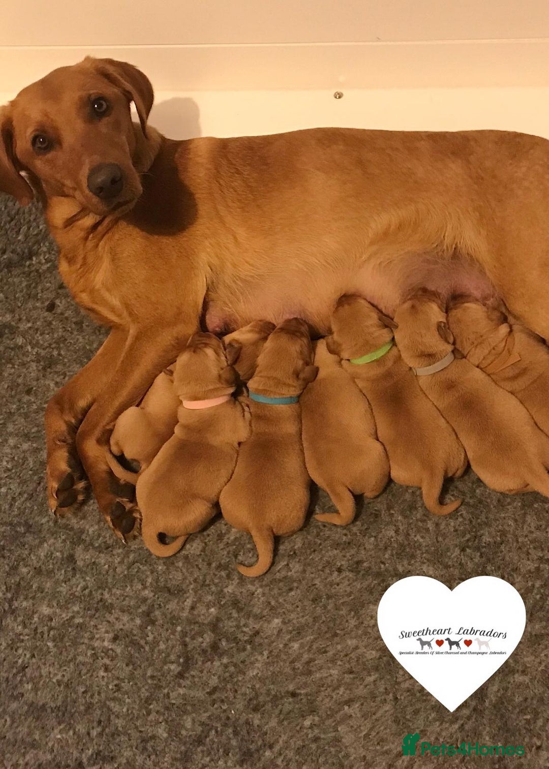 Labrador Retriever dogs for sale: Sweet❤️heart Labrador pups arriving soon! - Image 7