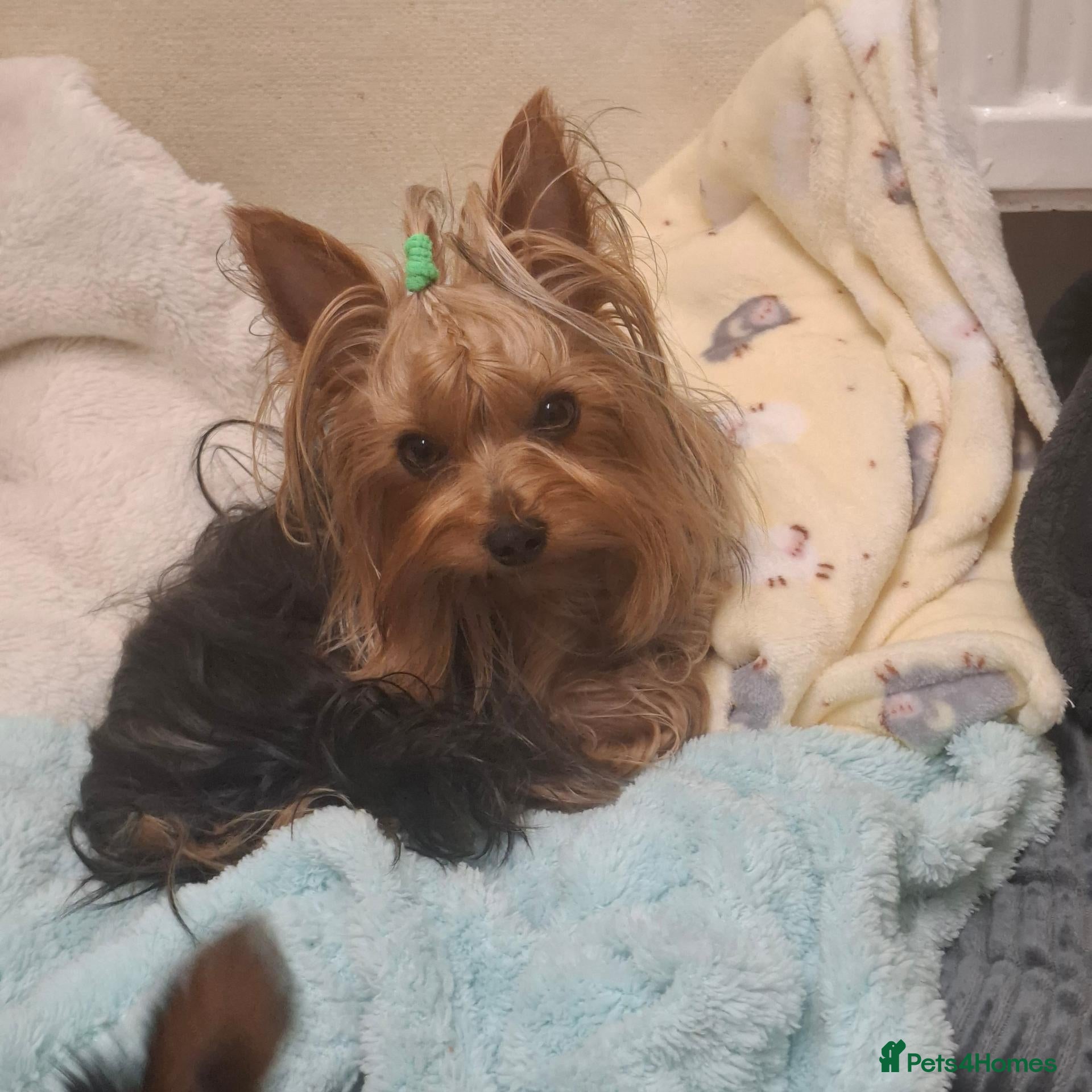 Yorkshire Terrier dogs Beautiful male 1,5 years old ❤️ - Advert 2