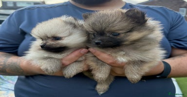 Pomeranian dogs - Advert 5