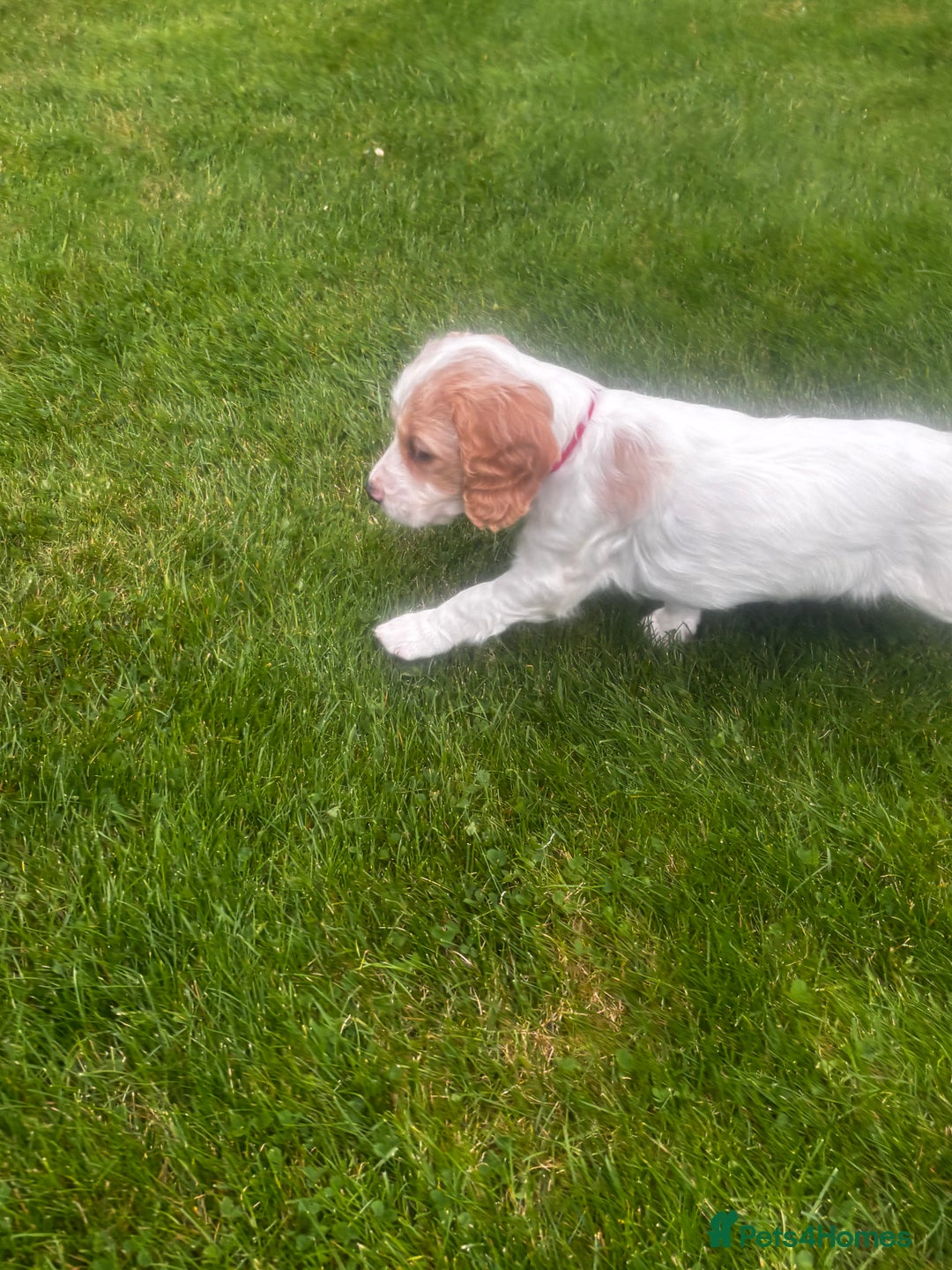 Sprocker dogs for sale: Beautiful Sprocker Puppies - Image 20
