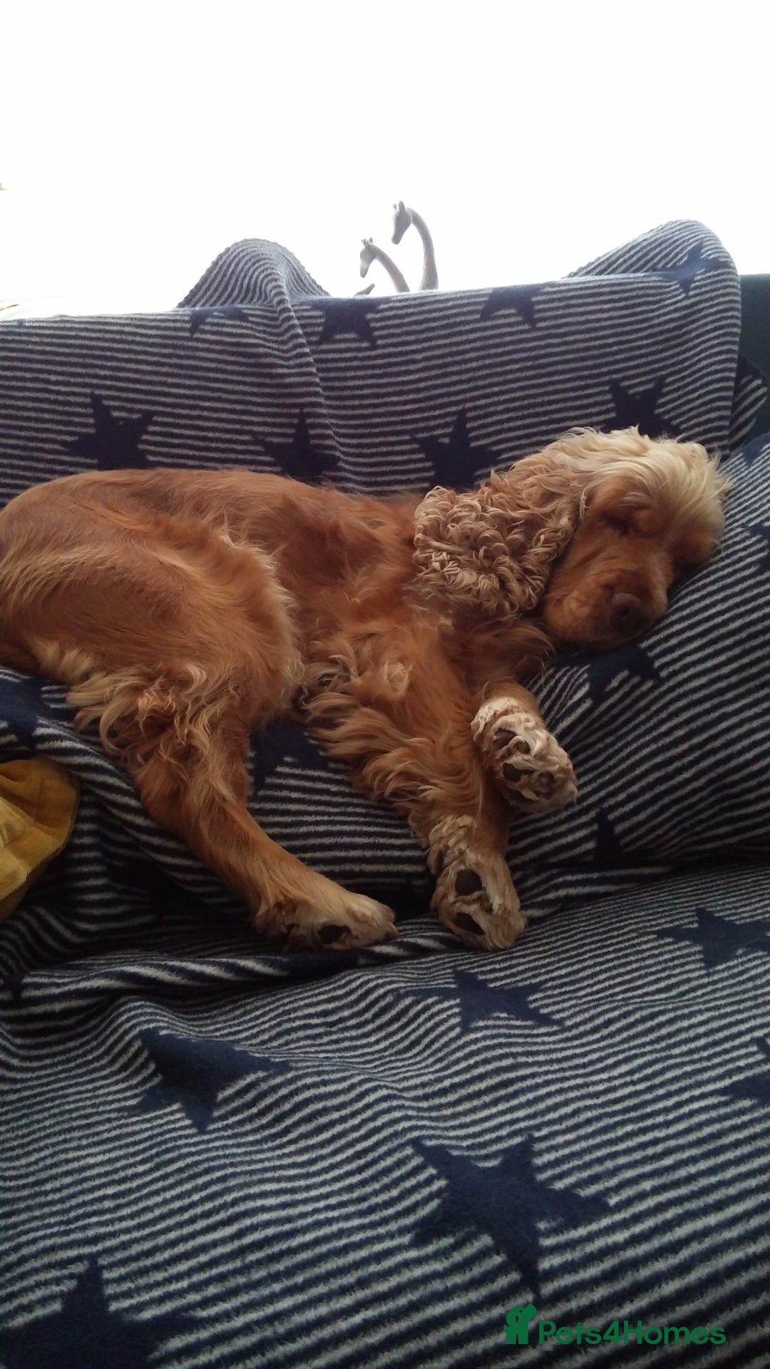 Cocker Spaniel dogs for sale: Cocker Spaniel - Image 5