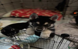 Shepsky dogs for sale: Siberian husky hybrids  - Image 34