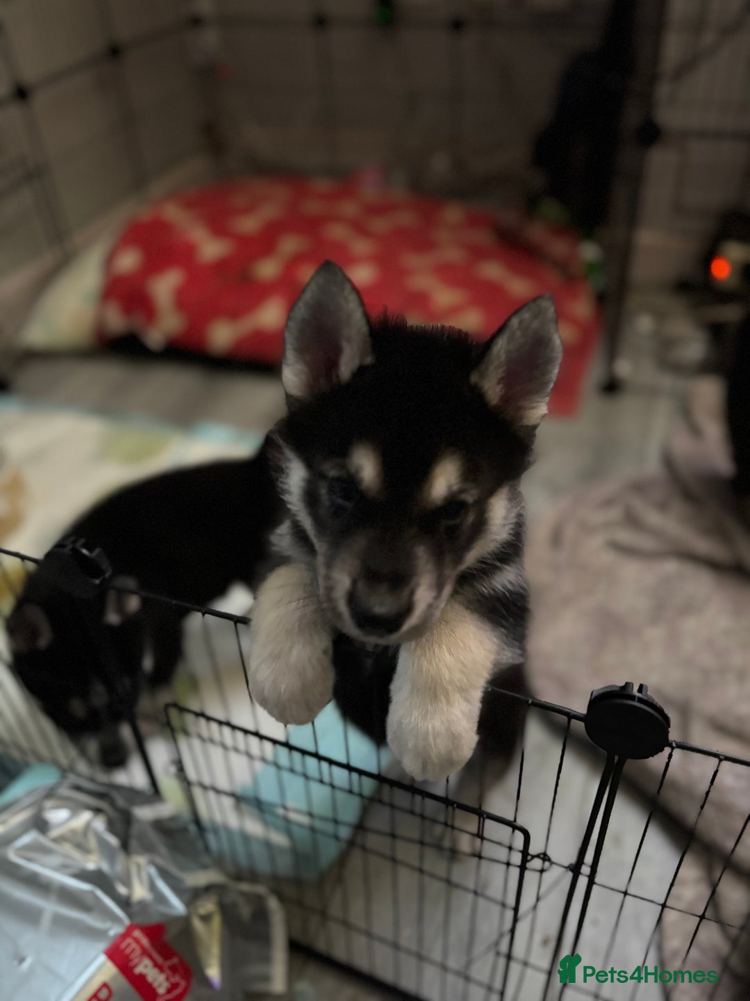 Shepsky dogs for sale: Siberian husky hybrids  - Image 34