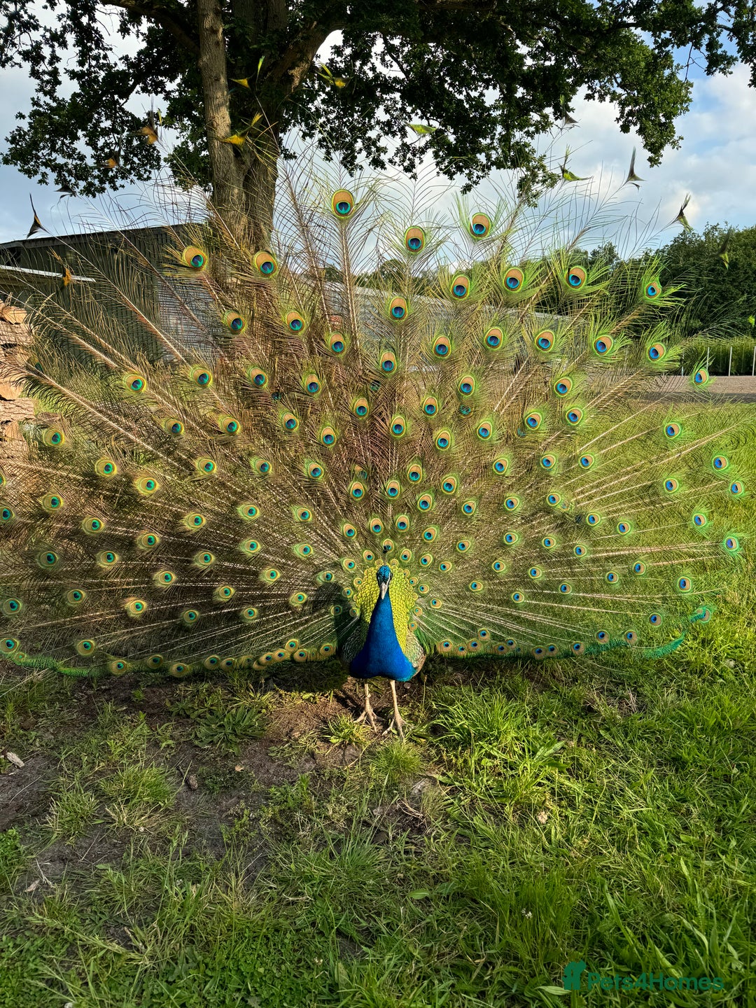 Mixed Breed birds for sale: Indian Blue Peafowl - Image 1